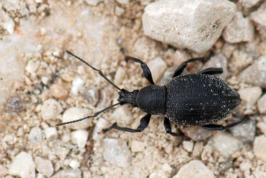 Curculionidae da ID: 5 Otiorhynchus